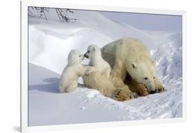 Kissing Polar Bear Cubs-Howard Ruby-Framed Photographic Print