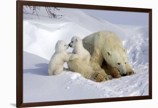 Kissing Polar Bear Cubs-Howard Ruby-Framed Photographic Print