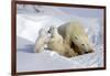 Kissing Polar Bear Cubs-Howard Ruby-Framed Photographic Print