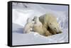 Kissing Polar Bear Cubs-Howard Ruby-Framed Stretched Canvas