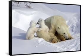 Kissing Polar Bear Cubs-Howard Ruby-Framed Stretched Canvas