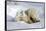 Kissing Polar Bear Cubs-Howard Ruby-Framed Stretched Canvas
