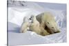 Kissing Polar Bear Cubs-Howard Ruby-Stretched Canvas