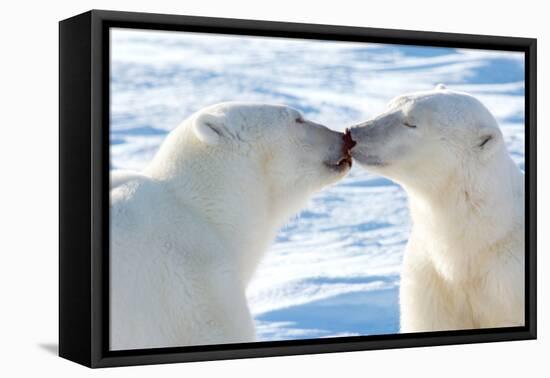 Kissing Polar Bears II-Howard Ruby-Framed Stretched Canvas