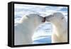 Kissing Polar Bears II-Howard Ruby-Framed Stretched Canvas