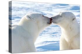 Kissing Polar Bears II-Howard Ruby-Stretched Canvas