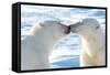 Kissing Polar Bears II-Howard Ruby-Framed Stretched Canvas