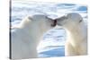 Kissing Polar Bears II-Howard Ruby-Stretched Canvas