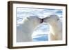Kissing Polar Bears II-Howard Ruby-Framed Premium Photographic Print