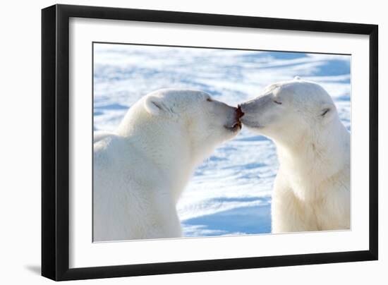 Kissing Polar Bears II-Howard Ruby-Framed Premium Photographic Print