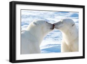 Kissing Polar Bears II-Howard Ruby-Framed Premium Photographic Print