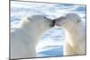 Kissing Polar Bears II-Howard Ruby-Mounted Premium Photographic Print