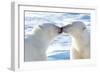 Kissing Polar Bears II-Howard Ruby-Framed Photographic Print