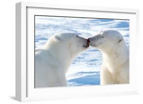 Kissing Polar Bears II-Howard Ruby-Framed Photographic Print