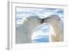 Kissing Polar Bears II-Howard Ruby-Framed Photographic Print