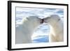 Kissing Polar Bears II-Howard Ruby-Framed Photographic Print