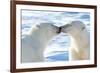 Kissing Polar Bears II-Howard Ruby-Framed Photographic Print