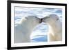 Kissing Polar Bears II-Howard Ruby-Framed Photographic Print