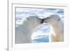 Kissing Polar Bears II-Howard Ruby-Framed Photographic Print