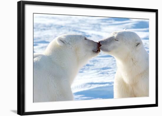 Kissing Polar Bears II-Howard Ruby-Framed Photographic Print