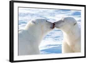 Kissing Polar Bears II-Howard Ruby-Framed Photographic Print