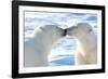 Kissing Polar Bears II-Howard Ruby-Framed Photographic Print