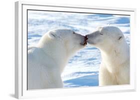 Kissing Polar Bears II-Howard Ruby-Framed Photographic Print