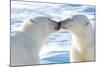 Kissing Polar Bears II-Howard Ruby-Mounted Photographic Print