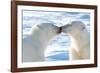 Kissing Polar Bears II-Howard Ruby-Framed Photographic Print