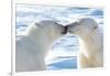 Kissing Polar Bears II-Howard Ruby-Framed Photographic Print