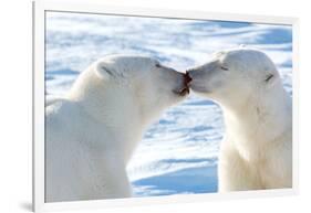 Kissing Polar Bears II-Howard Ruby-Framed Photographic Print