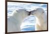 Kissing Polar Bears II-Howard Ruby-Framed Photographic Print