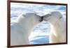 Kissing Polar Bears II-Howard Ruby-Framed Photographic Print