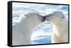 Kissing Polar Bears II-Howard Ruby-Framed Stretched Canvas