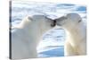 Kissing Polar Bears II-Howard Ruby-Stretched Canvas