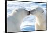 Kissing Polar Bears II-Howard Ruby-Framed Stretched Canvas