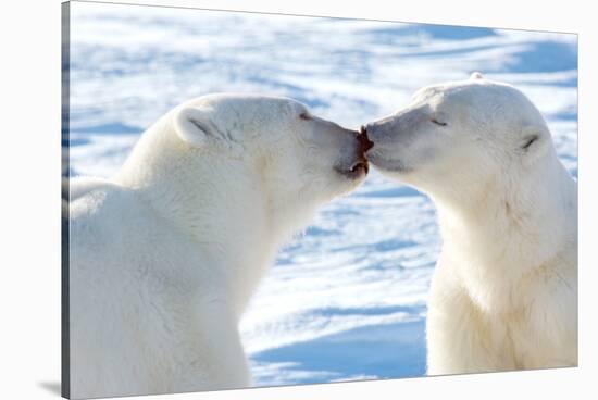Kissing Polar Bears II-Howard Ruby-Stretched Canvas