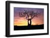 Kissing Tree at sunrise, Matera, Basilicata, Italy, Europe-Karen Deakin-Framed Photographic Print