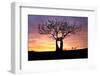 Kissing Tree at sunrise, Matera, Basilicata, Italy, Europe-Karen Deakin-Framed Photographic Print