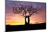 Kissing Tree at sunrise, Matera, Basilicata, Italy, Europe-Karen Deakin-Mounted Photographic Print