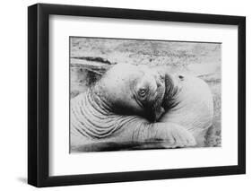 Kissing Walruses-null-Framed Photographic Print