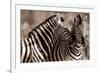 Kissing Zebras in the Wild Animal Picture-null-Framed Photo