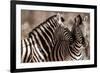 Kissing Zebras in the Wild Animal Picture-null-Framed Photo