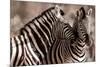 Kissing Zebras in the Wild Animal Picture-null-Mounted Photo