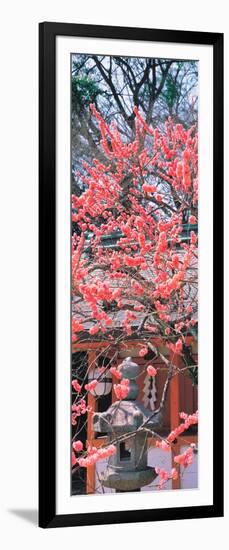 Kitano-Tenmangu Kyoto Japan-null-Framed Photographic Print