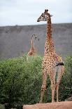 Giraffe-Kitch Bain-Laminated Photographic Print