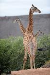 Giraffe-Kitch Bain-Laminated Photographic Print