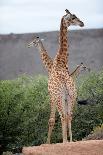 Giraffe-Kitch Bain-Framed Photographic Print