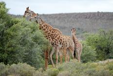 Giraffe-Kitch Bain-Laminated Photographic Print