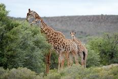 Giraffe-Kitch Bain-Framed Stretched Canvas